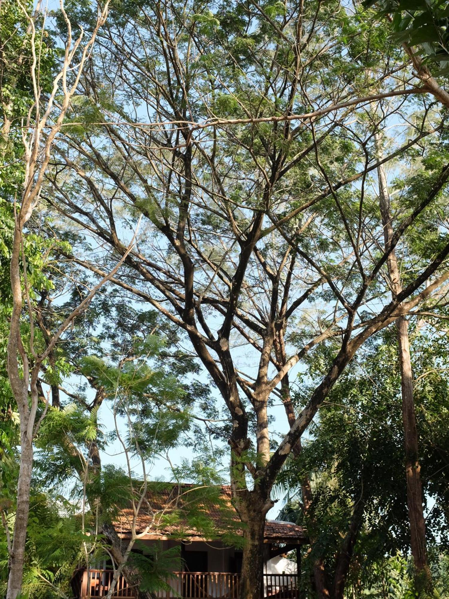Rumah Jah Langkawi Pantai Cenang  Extérieur photo
